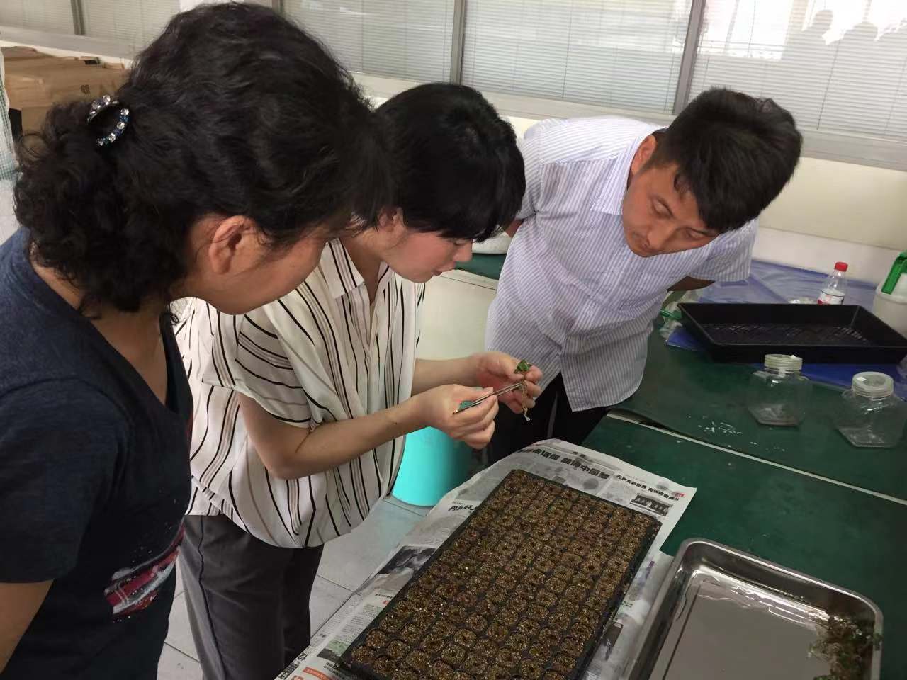 由紀生物科技技術人員與日本農科專家探討草莓組培技術